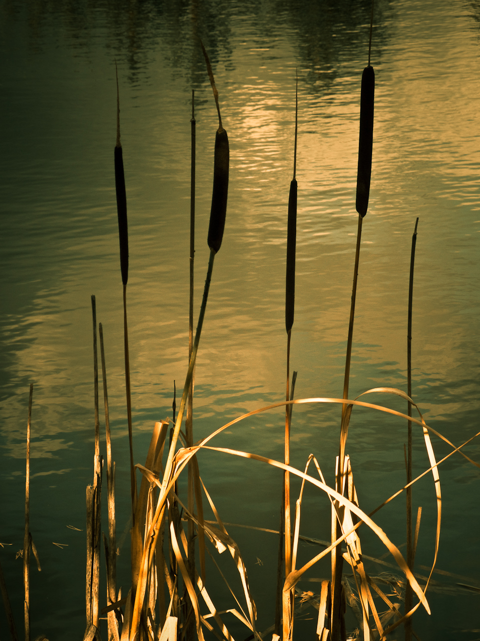 lac de Caudiès